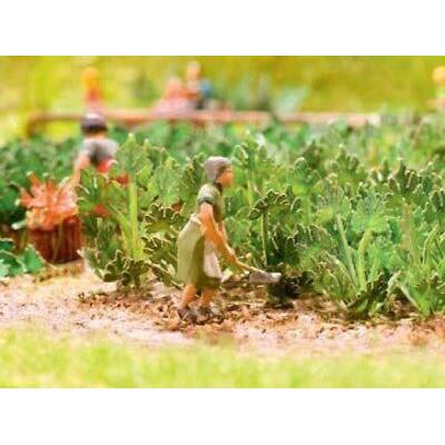 14112 Noch Courgette