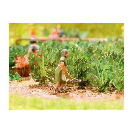 14112 Noch Courgette