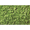 07142 Noch Loof, licht groen